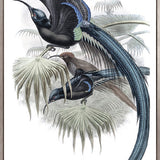 La Romieu Bird III (Canvas)