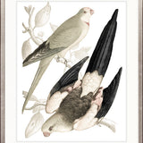 La Romieu Bird VI