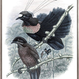 La Romieu Bird VII (Canvas)