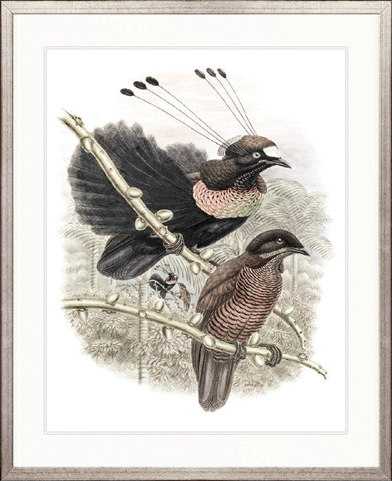 La Romieu Bird VIII