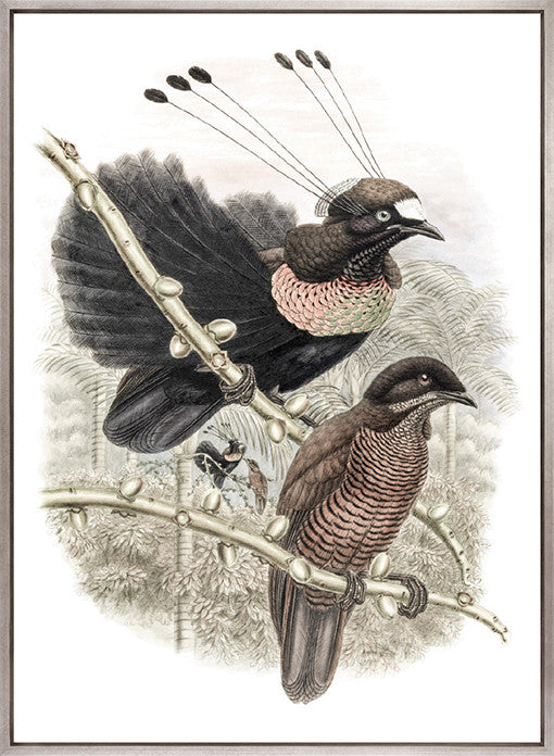 La Romieu Bird VIII (Canvas)