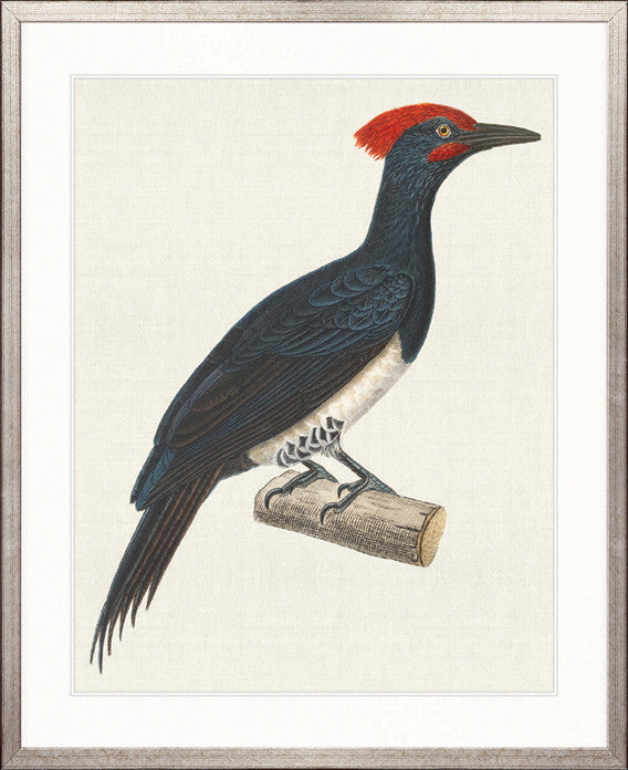 Enchanted Forest Bird VIII