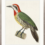 Enchanted Forest Bird IX