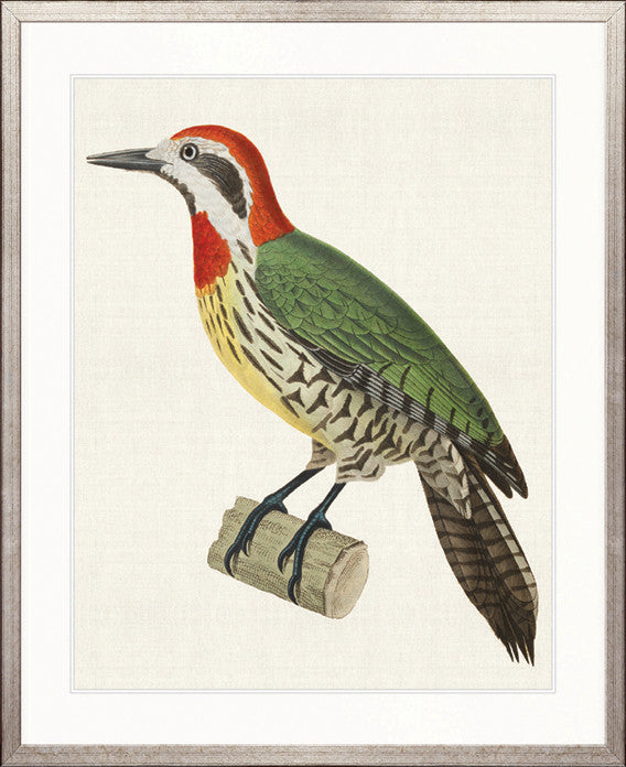 Enchanted Forest Bird IX
