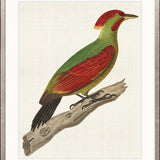 Enchanted Forest Bird X