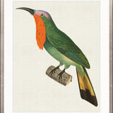 Enchanted Forest Bird XI