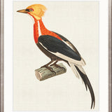 Enchanted Forest Bird XII