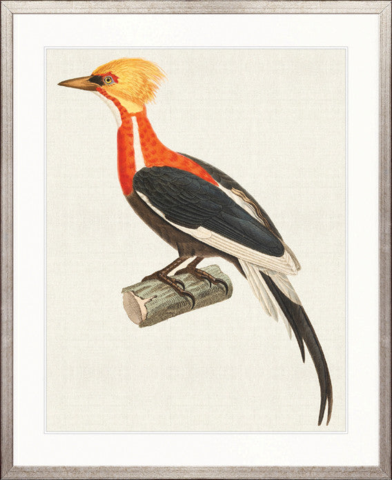 Enchanted Forest Bird XII