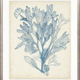 Seaweed Collage III (Pale Blue)
