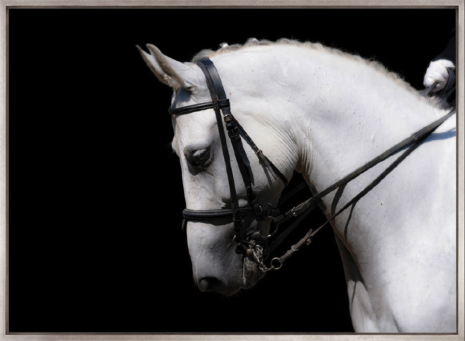 Equestre III (Canvas)