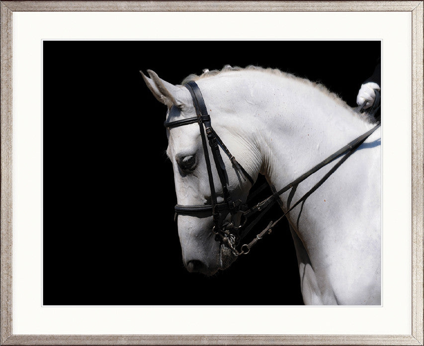 Equestre III