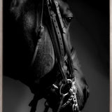 Les Chevaux VII (Canvas)
