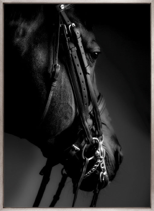 Les Chevaux VII (Canvas)