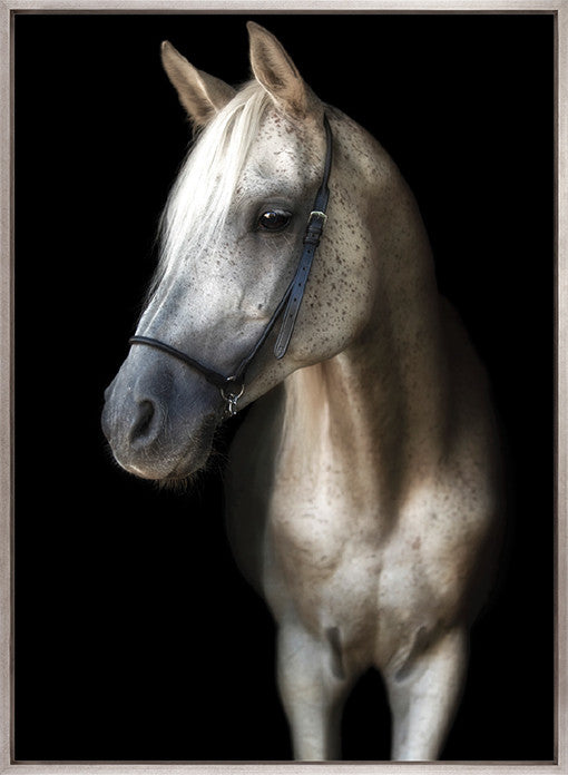 Les Chevaux XV (Canvas)
