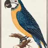 Naturelle des Perroquet II (Canvas)
