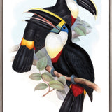 Toucan Tango IV (Canvas)