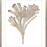 Exotic Coral II
