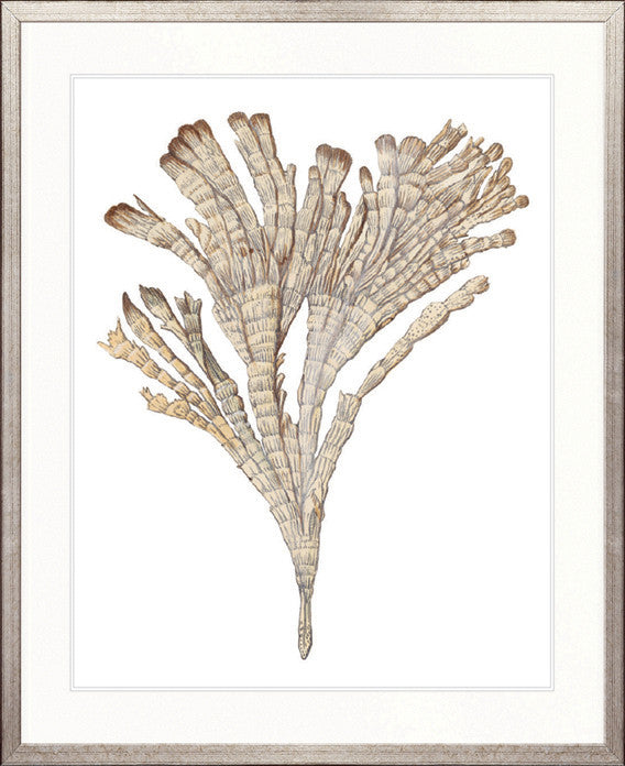 Exotic Coral II