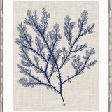 Delicate Seaweed I