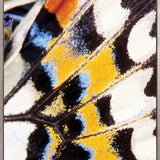 Macey Butterfly I (Canvas)
