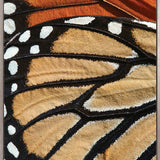 Macey Butterfly II (Canvas)