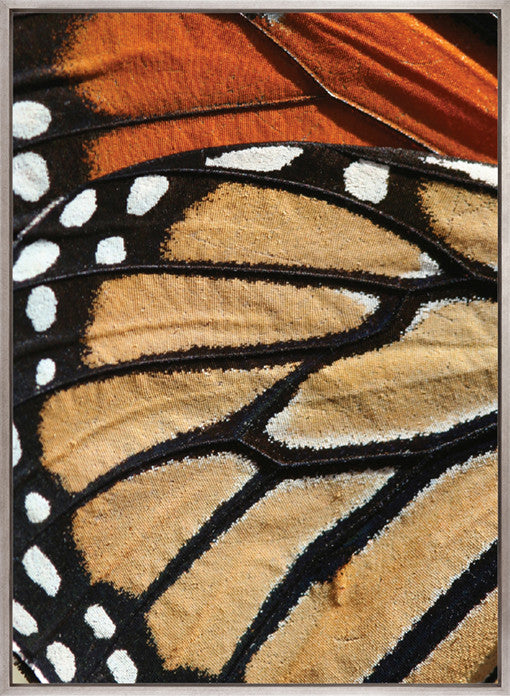 Macey Butterfly II (Canvas)