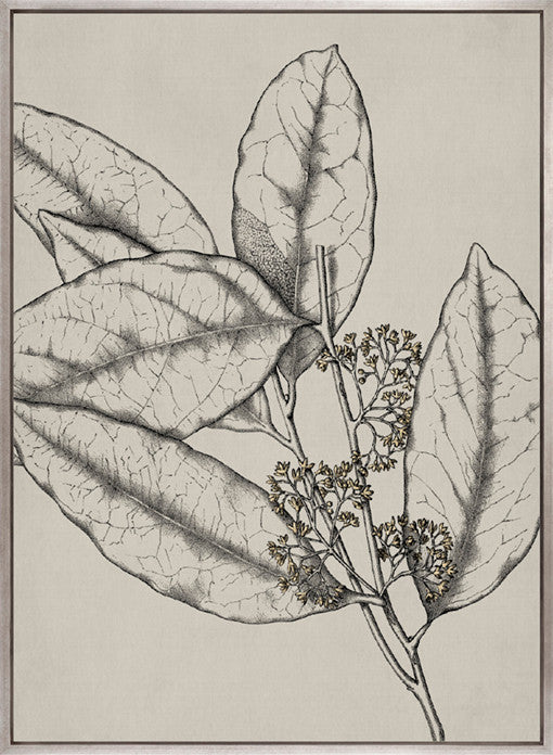 Maiden Beauty I (Canvas)