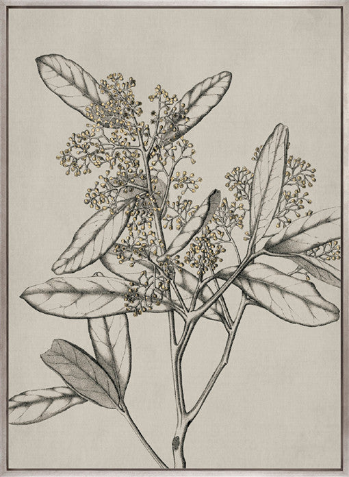 Maiden Beauty III (Canvas)