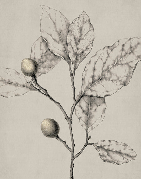Maiden Beauty IV (Canvas)