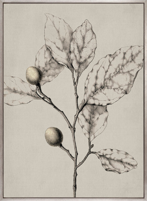 Maiden Beauty IV (Canvas)