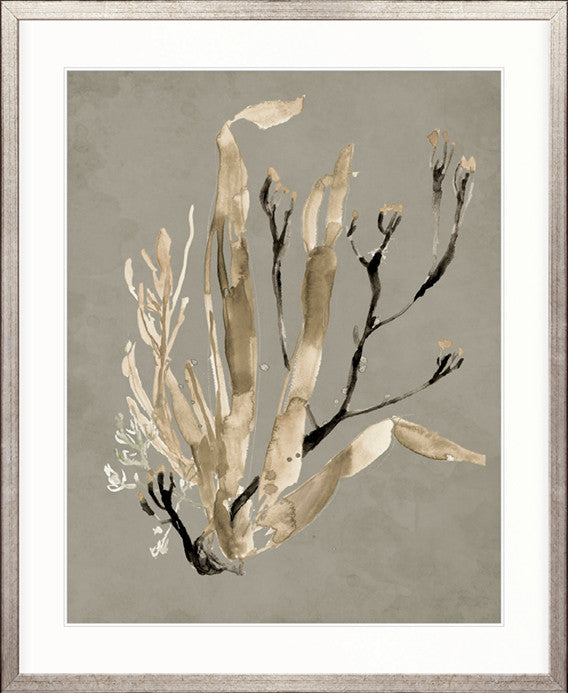 Margate Coral V