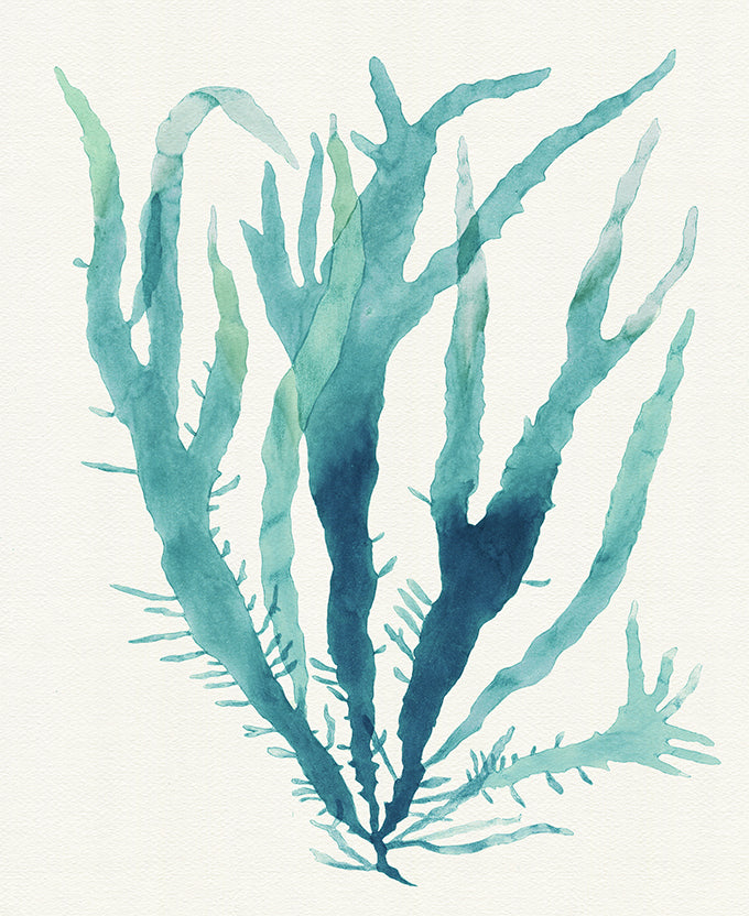 Mariner Drift III