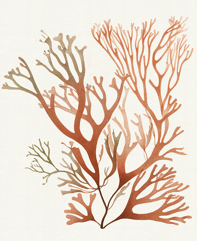 Mariner Drift IV (Canvas)
