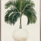 Palm Beauty I (Canvas)