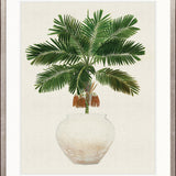 Palm Beauty II
