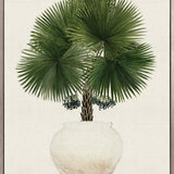 Palm Beauty IV (Canvas)