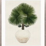 Palm Beauty IV