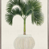 Palm Beauty VI (Canvas)