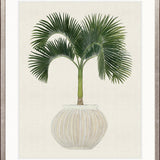 Palm Beauty VI