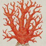 Coral SPLENDOUR (Red) I