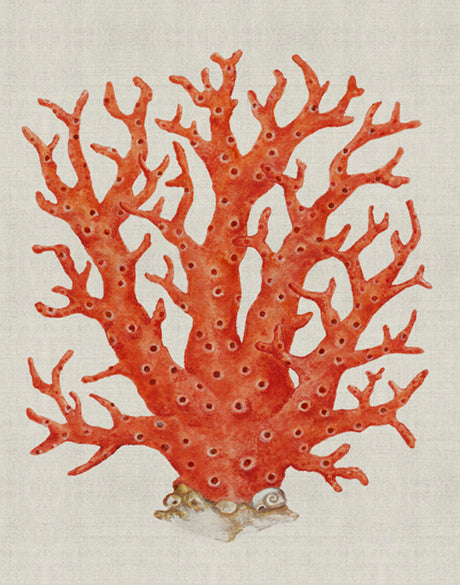 Coral SPLENDOUR (Red) I