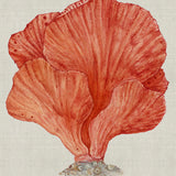Coral SPLENDOUR (Red) II