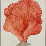 Coral Splendour (Red) II (Canvas)