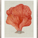 Coral SPLENDOUR (Red) II