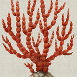 Coral SPLENDOUR (Red) III