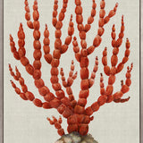 Coral Splendour (Red) III (Canvas)