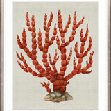 Coral SPLENDOUR (Red) III