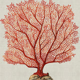 Coral SPLENDOUR (Red) IV