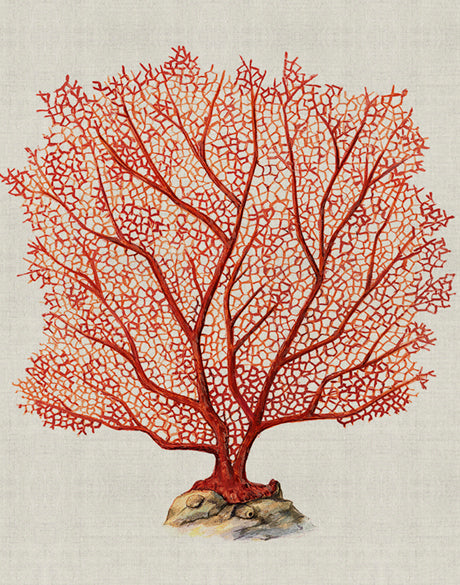 Coral SPLENDOUR (Red) IV