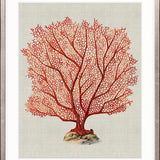 Coral SPLENDOUR (Red) IV